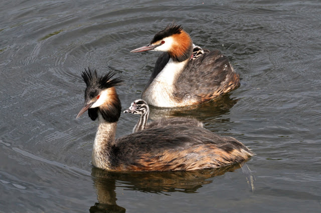 Большой придурок
