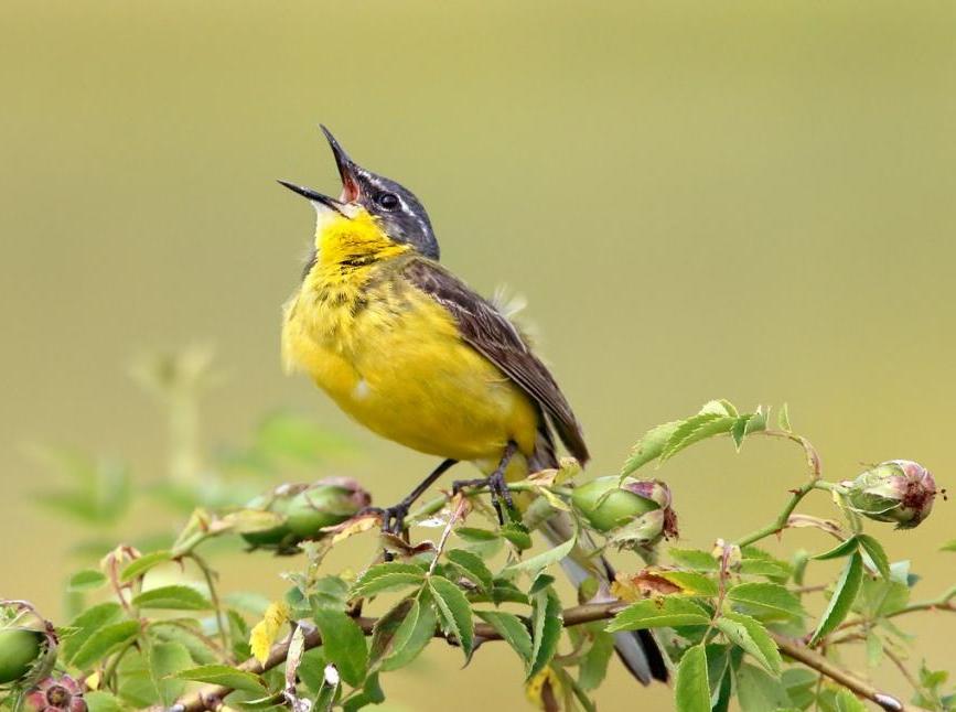 Пение трясогузки