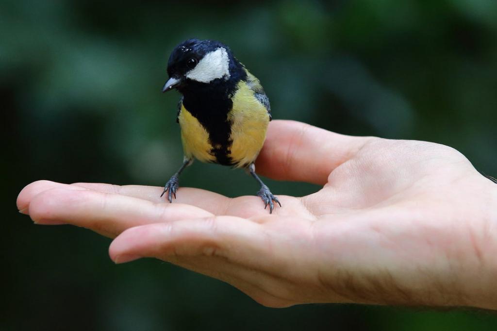 Синица в руках