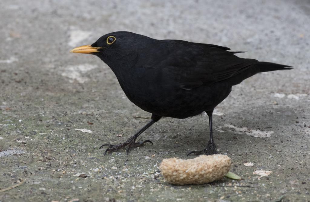 Черный дрозд (самец)