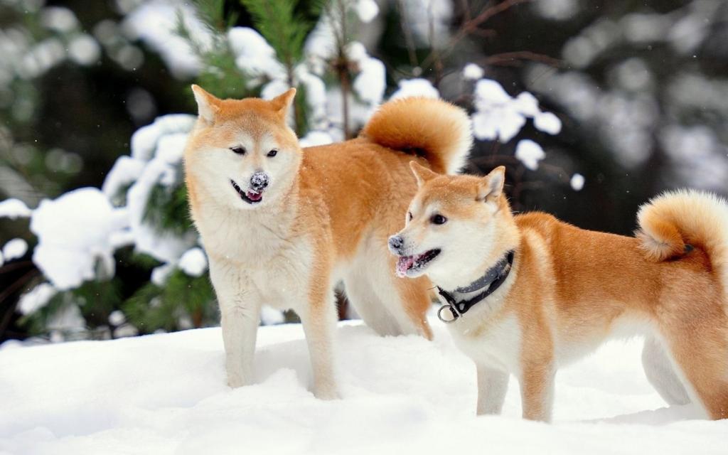 Собаки породы акита-ину