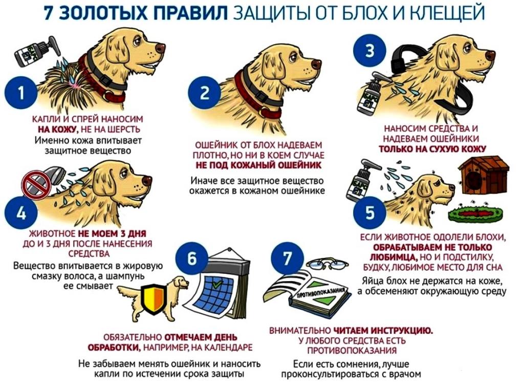 Клещи у собак лечение