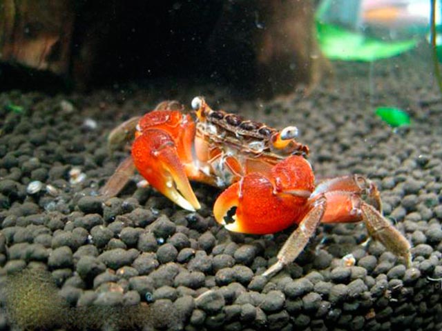 Красный мангровый краб (Pseudosesarma moeshi)