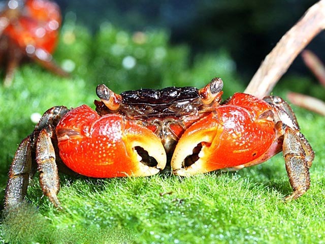 Красный мангровый краб (Pseudosesarma moeshi)