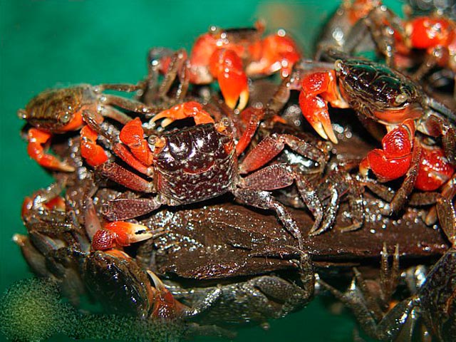 Красный мангровый краб (Pseudosesarma moeshi)