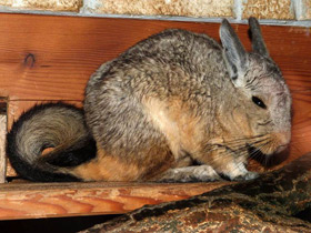 Смотреть фото Горная вискаша Фото Горная вискаша