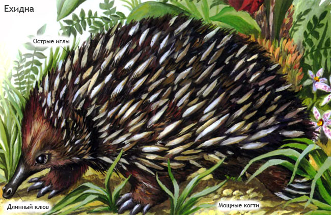Ехидна Ехидна