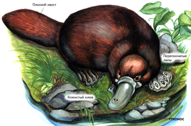 Утконос Утконос