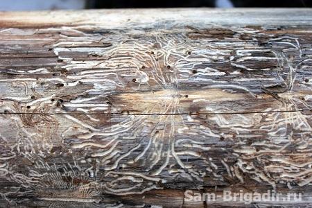 древесина, пораженная точильщиком