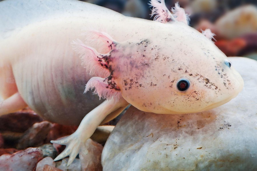 Болезни аксолотля