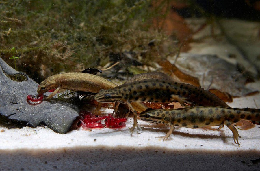 Руководство