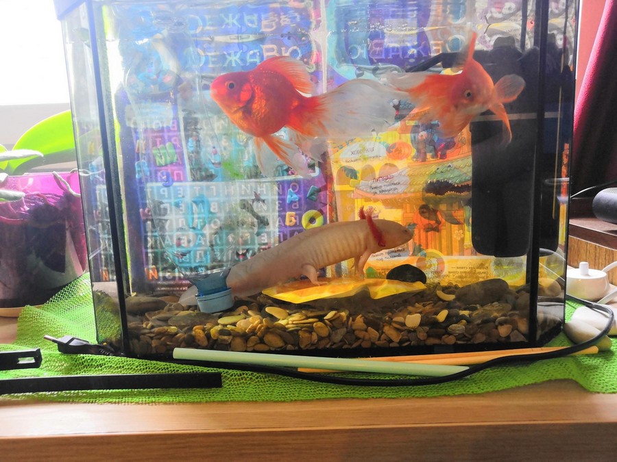 Совместимость аксолотля с другими рыбками