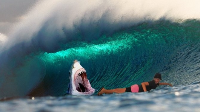 Акулы предпочитают одиночных пловцов