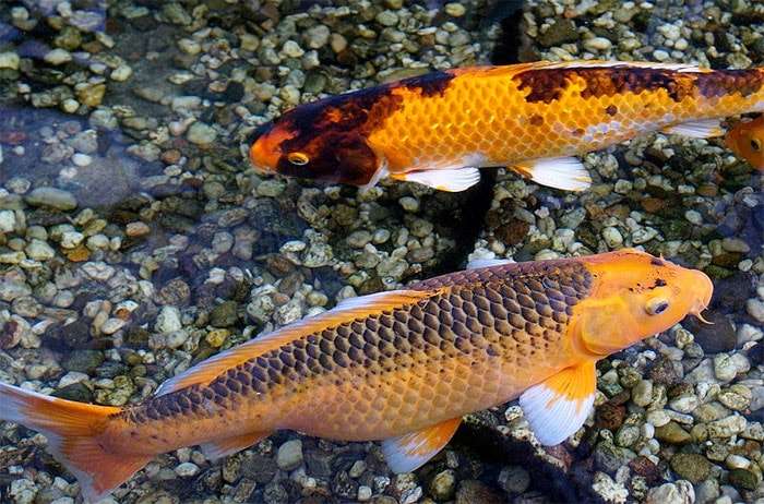 Карп кои, фото фотография рыбы фото