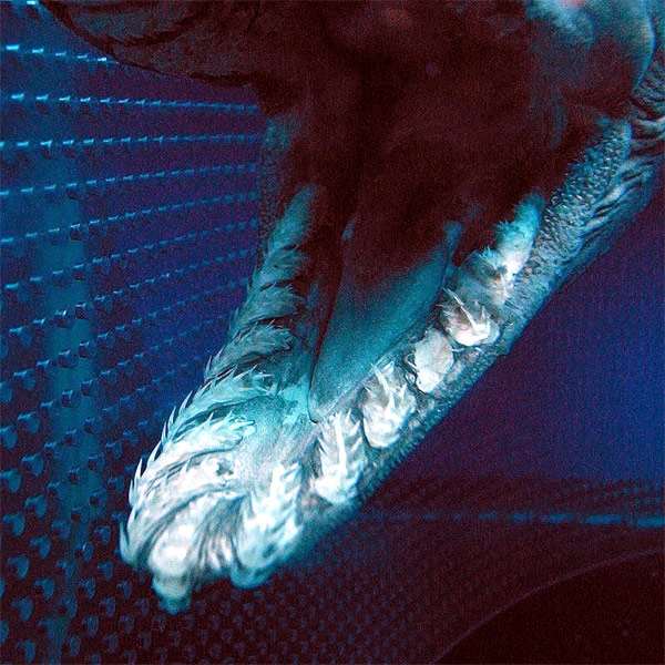 Плащеносная акула, или плащеносец, доклад Плащеносная акула (Chlamydoselachus anguineus), фото фотография рыбы