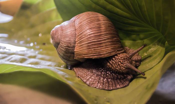 Содержание виноградных улиток в домашних условиях Виноградная улитка, фото фотография стебельчатоглазые