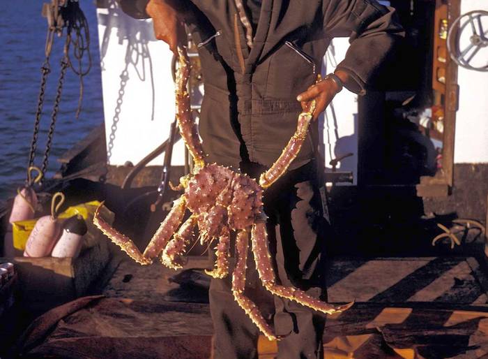 Камчатский краб, камчатский краб, отчет Камчатский краб (Paralithodes camtschaticus), фотофото рачка