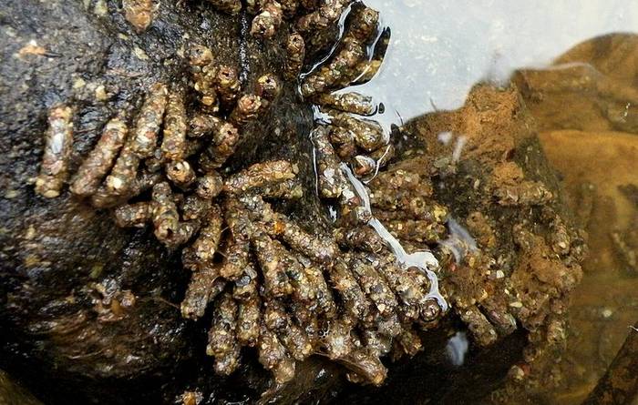 Ручейники (Trichoptera), отчет Скопление личинок ручейников, фотосъемка насекомых