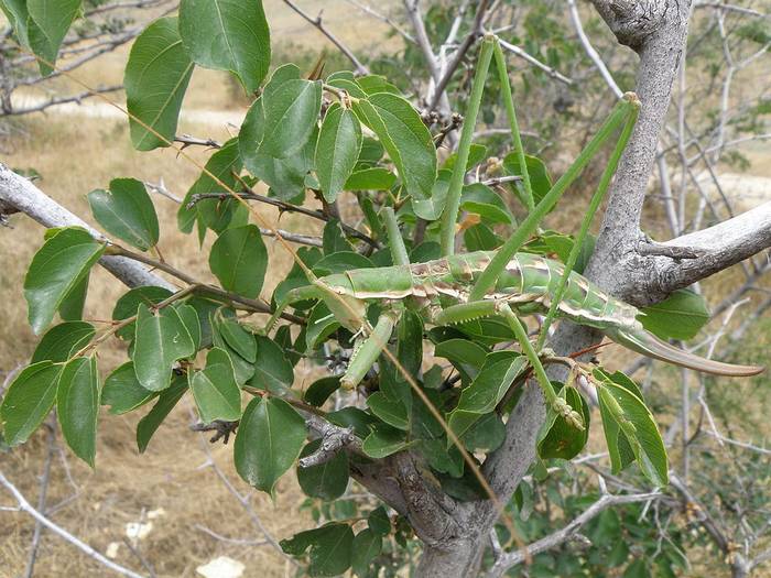 Степная дыбка (Saga pedo), фото фотография насекомые