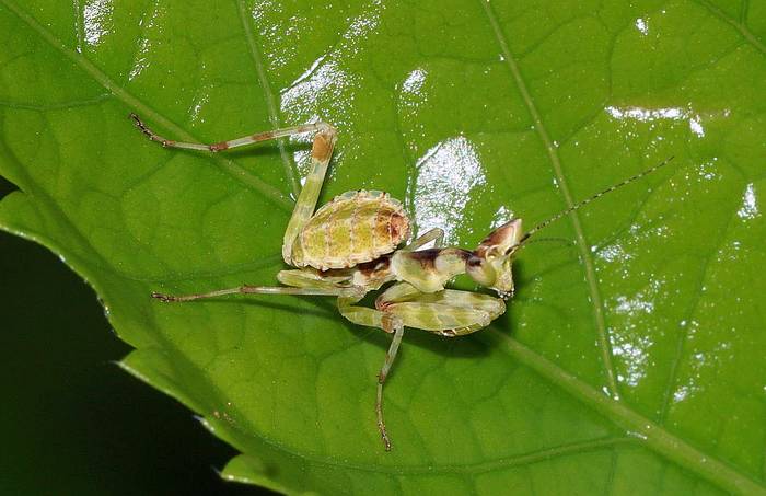 Индийский цветочный богомол (Creobroter meleagris), рисунок картинка насекомые