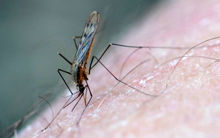 Обыкновенный малярийный комар (Anopheles maculipennis), фото фотография насекомые