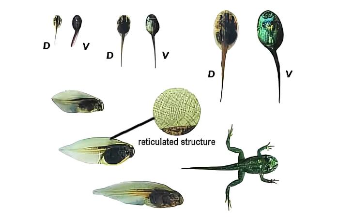 Головастики краснобрюхой жерлянки, рисунок картинка