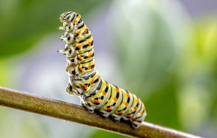 Махаон (Papilio machaon), фото бабочки фотография