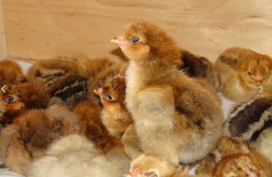 О содержании кур для новичков – 10 шагов успешного выращивания