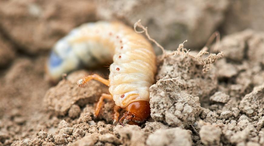 Майский жук
