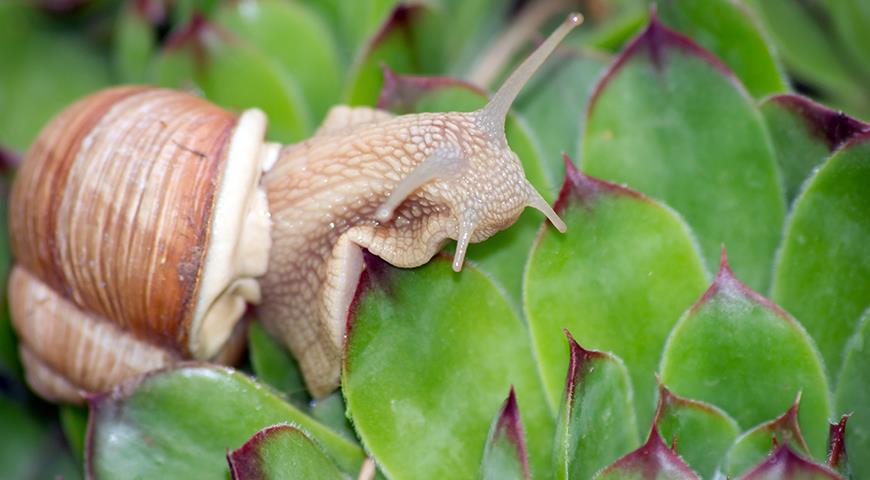 Сколько лет живут улитки в домашних условиях