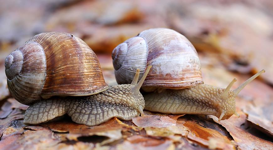 Сколько лет живут улитки в домашних условиях