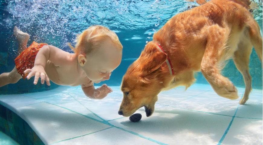 Каких собак легче всего дрессировать