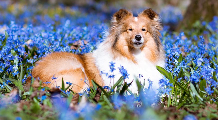 шелти, умные породы домашних собак