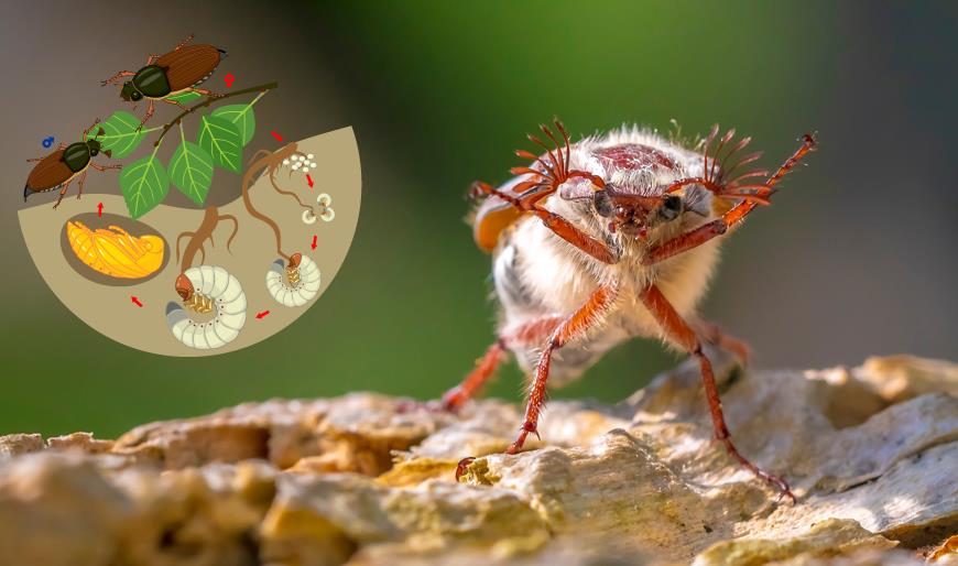 Майский жук