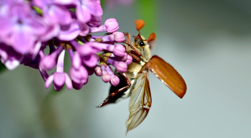 Майский жук