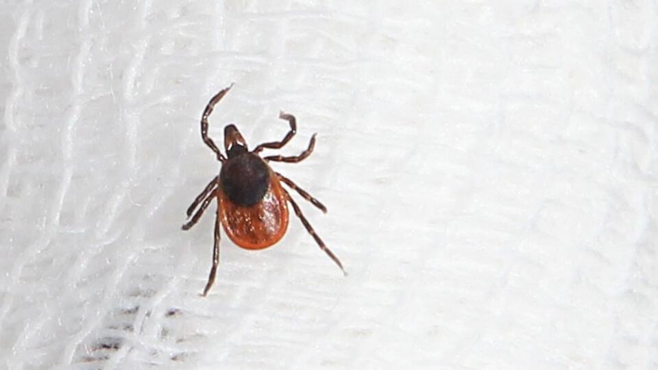 Сезон клещей 2023: защита и первая помощь при укусе