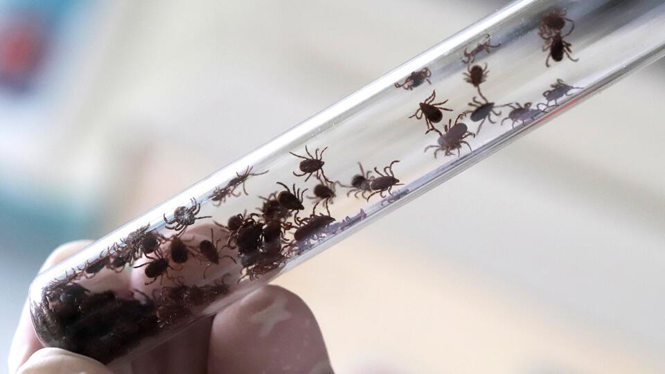 Сезон клещей 2023: защита и первая помощь при укусе