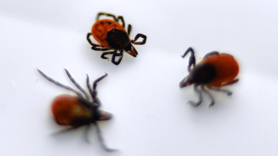 Сезон клещей 2023: защита и первая помощь при укусе