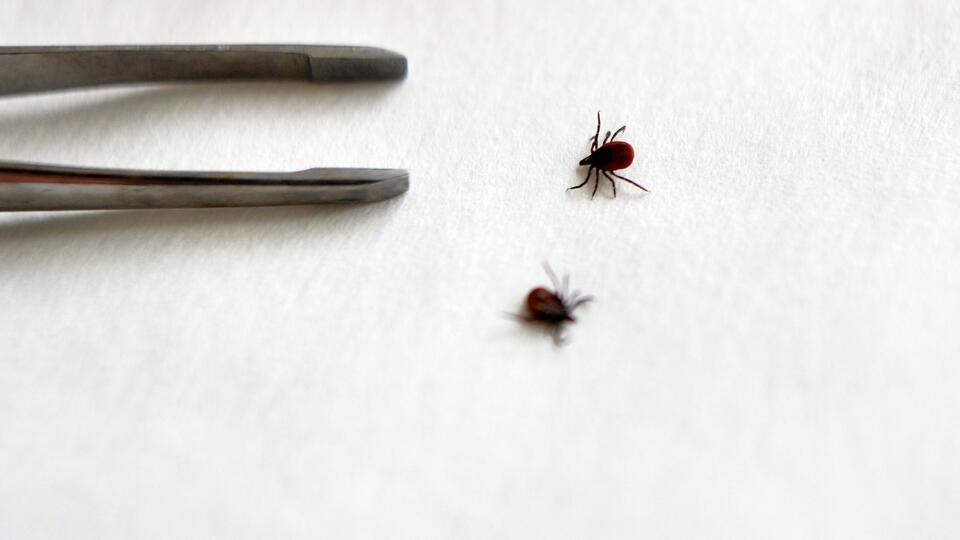 Сезон клещей 2023: защита и первая помощь при укусе