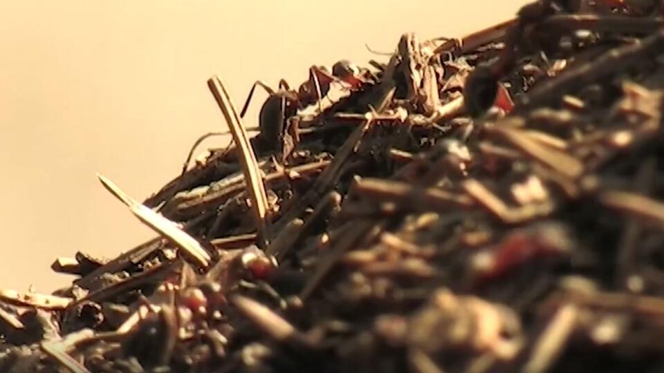 Что едят муравьи в природе и в квартире