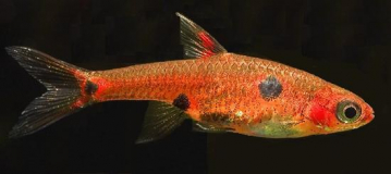 Расбора пятнистая, колибри карликовая (Boraras maculatus) Фото рыбки Расбора пятнистая, колибри карликовая