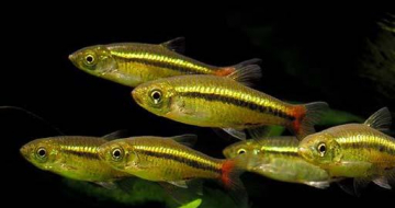 Расбора краснохвостая (Rasbora borapetensis) Расбора краснохвостая фото