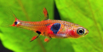 Boraras sp. South Thailand Фото Разбора Южный Таиланд