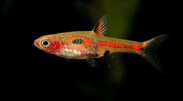 Расбора мера (Boraras merah) Расбора мера фото