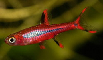 Расбора Бригитты (Boraras brigittae) Расбора Бригитты фото