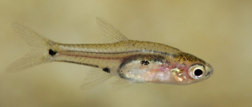 Расбора крошечная (Boraras micros) Расбора крошечная фото