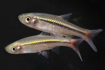 Расбора краснохвостая (Rasbora borapetensis) Расбора краснохвостая рис