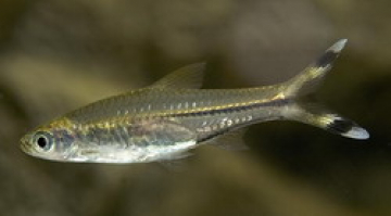 Расбора трехлинейная (Rasbora trilineata) Расбора трехлинейная фото