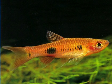 Расбора-клоун (Rasbora kalochroma) Расбора-клоун фото