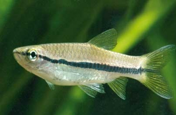Расбора Эйнтховена (Rasbora einthovenii) Расбора Эйнтховена фото